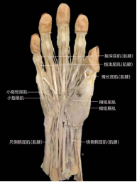 技展赛场，学汇新疆——我校学子在中第十二届全国解剖学技术学术会议暨人体解剖标本制作大赛中斩获佳绩(图4)